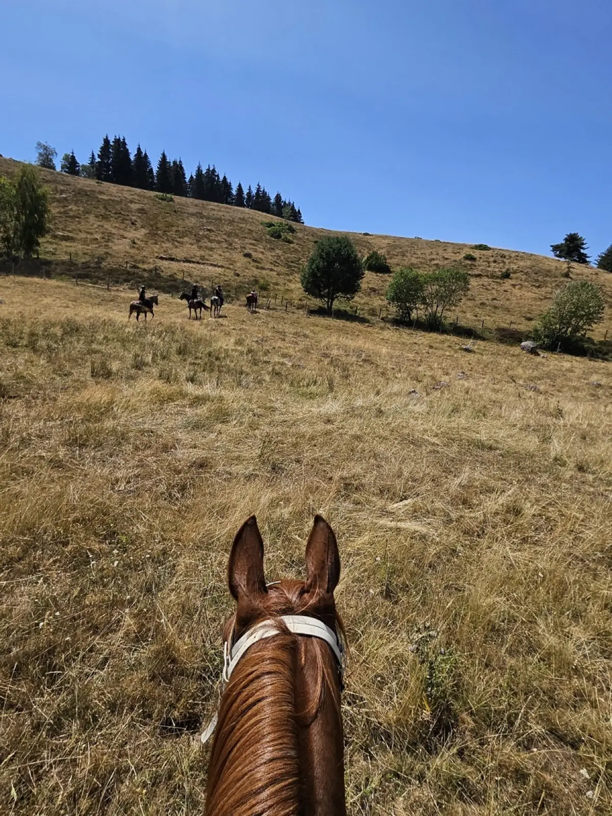 Balade à cheval sur l’estive du Cantal